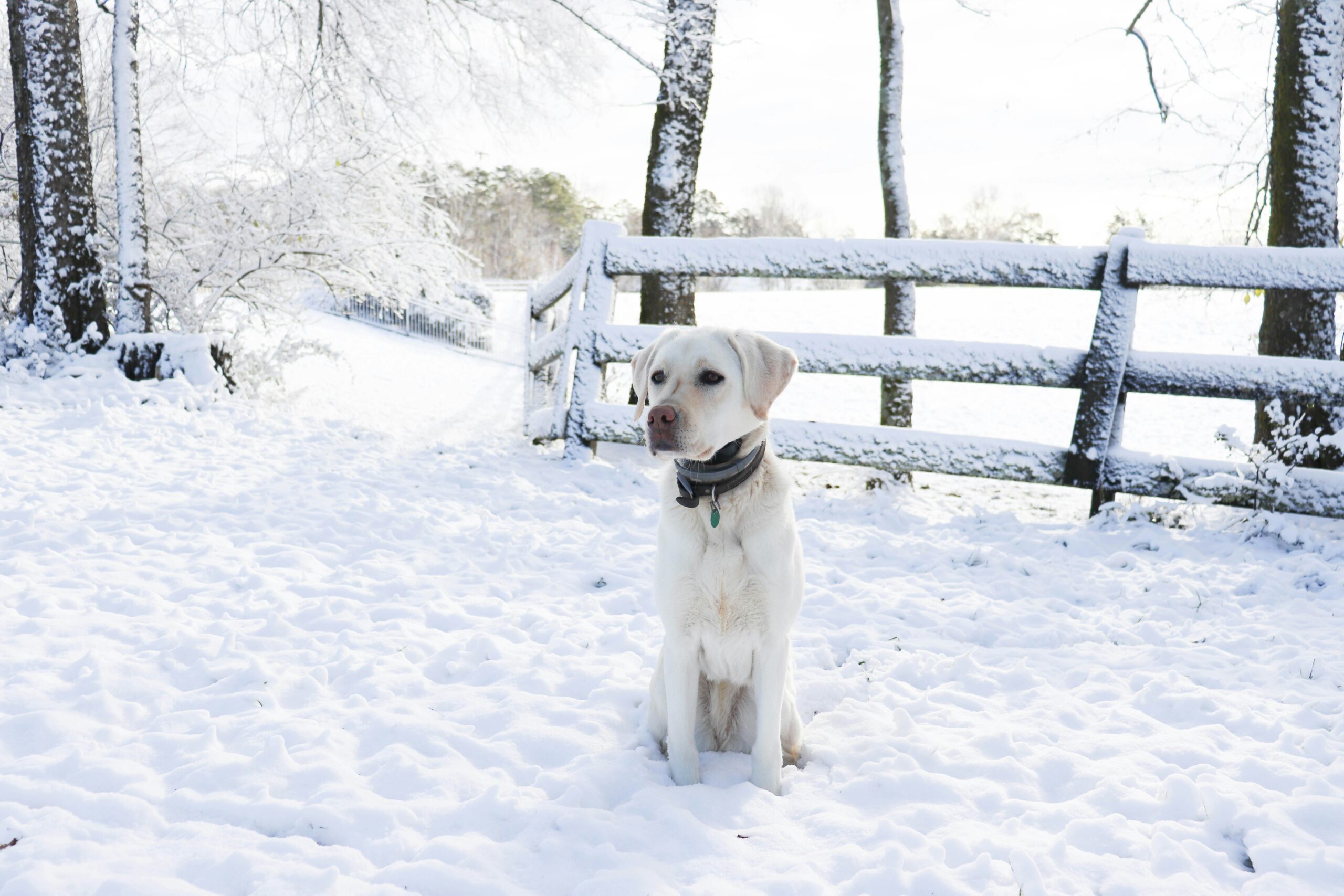 gps tracker fur hund - spotter