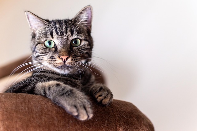 gps tracker katze - spotter
