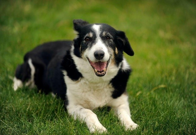 GPS für Hunde - Spotter