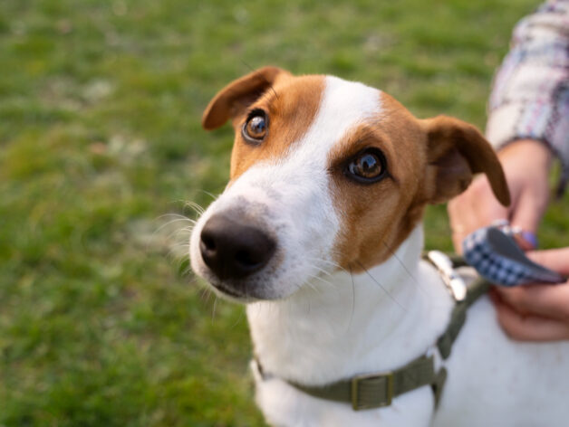 gps tracker hund klein - spotter