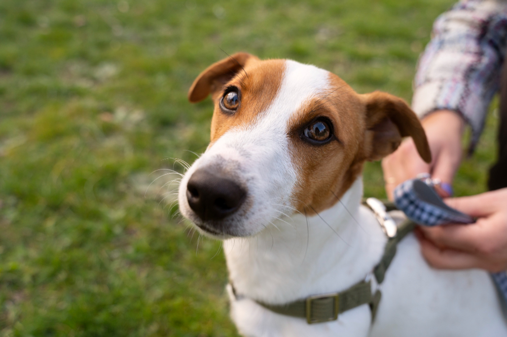 gps tracker hund klein - spotter
