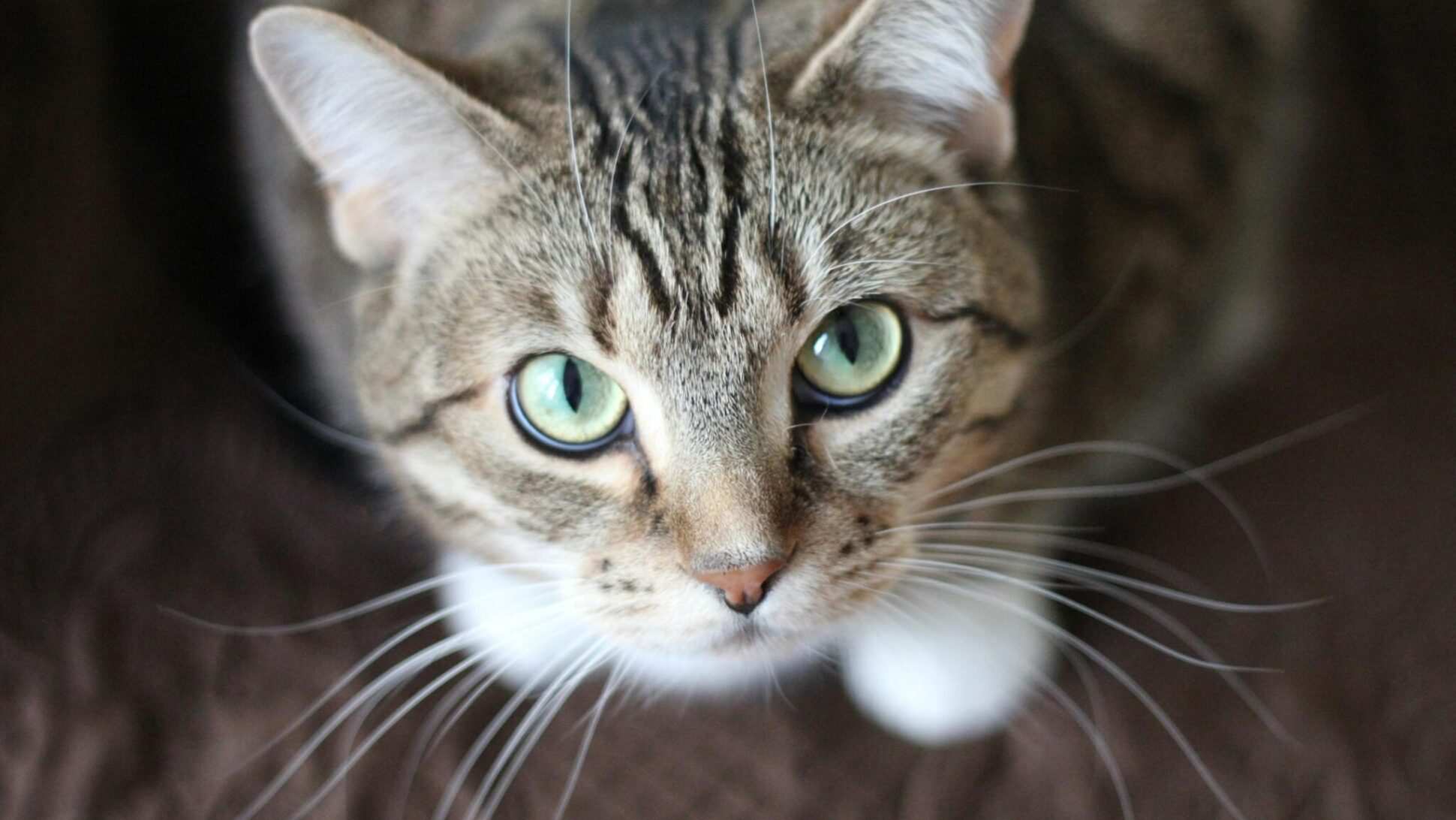 gps tracker katze - spotter
