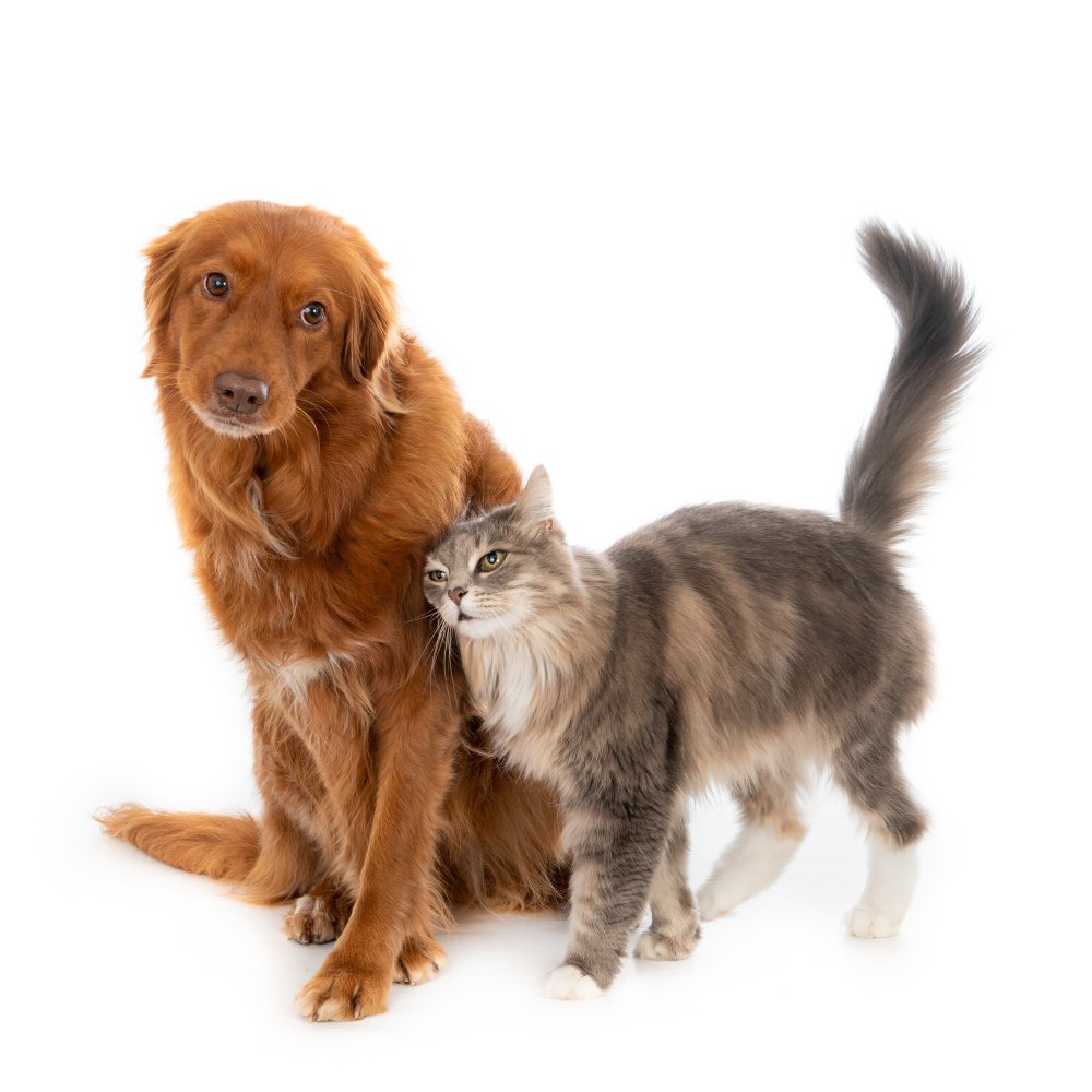 gps tracker katze - spotter