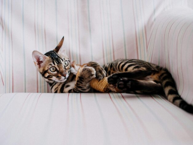 gps tracker katze - spotter