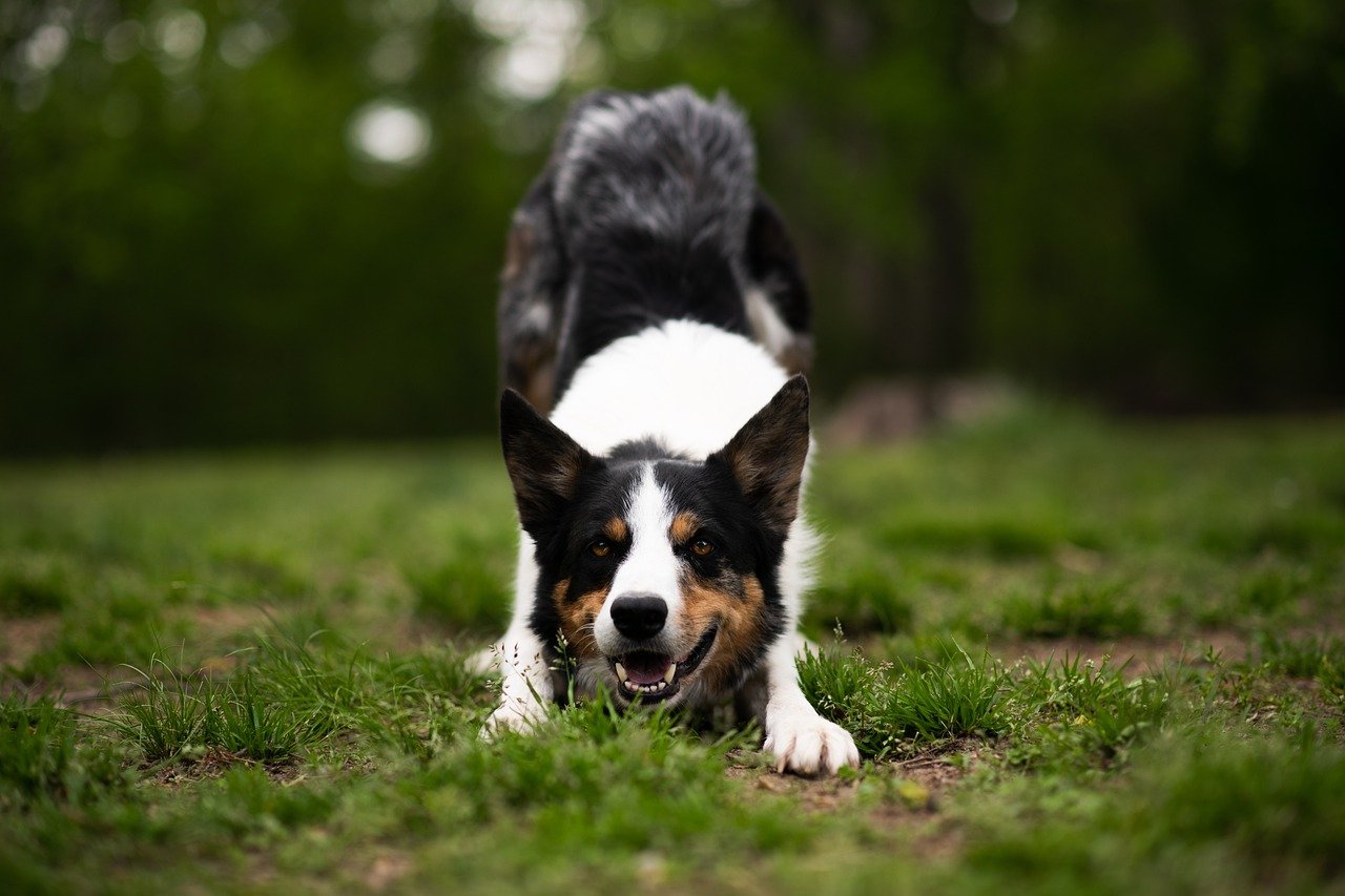 hunde gps tracker - spotter