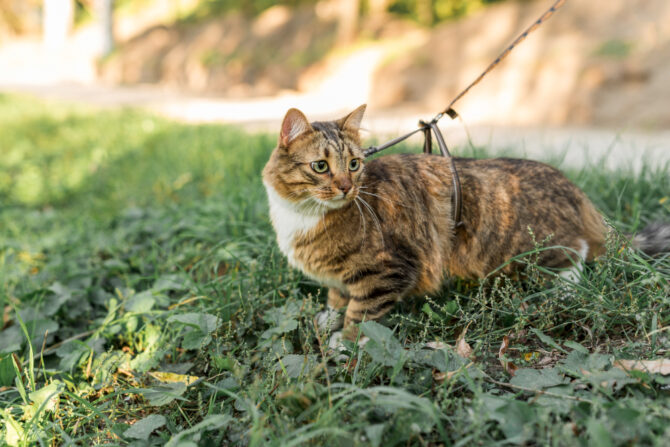 katze gps - spotter