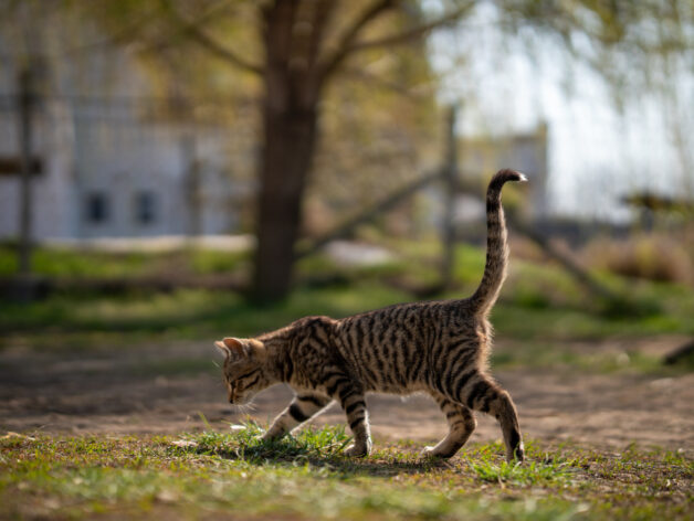 katze tracken - spotter