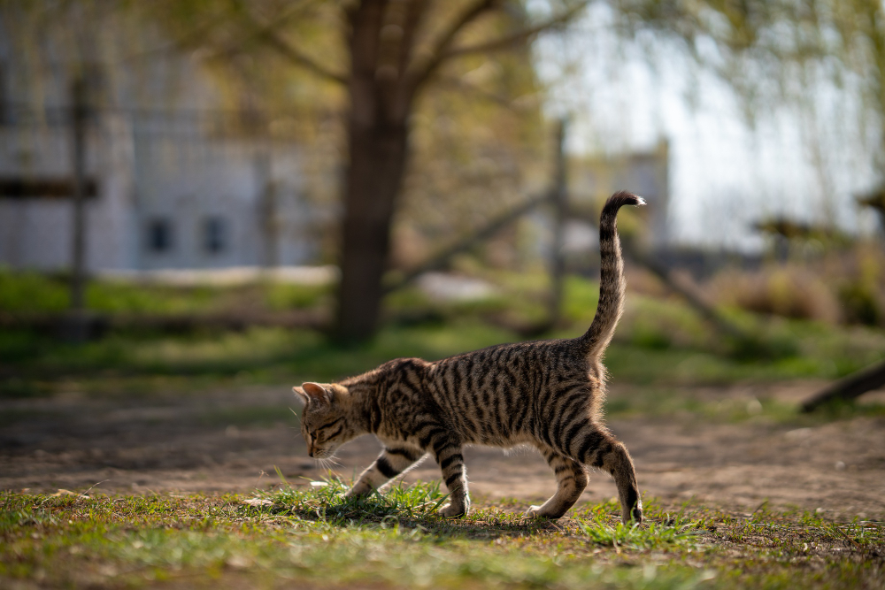 katze tracken - spotter