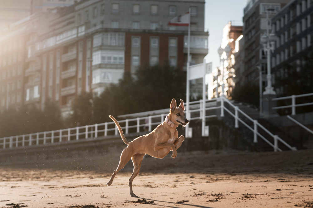 tracker für hunde - spotter