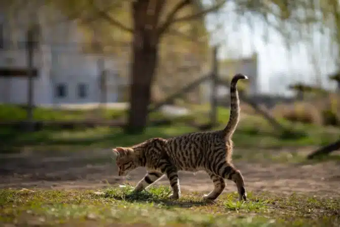 GPS-Tracker Katze - Spotter
