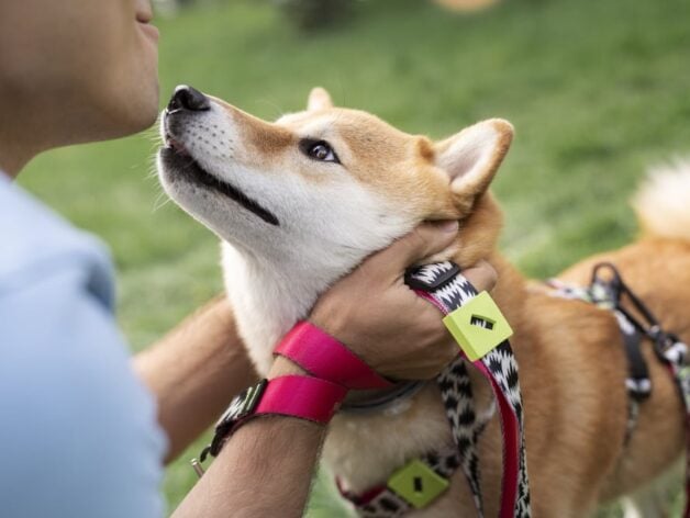 GPS-Tracker für Hunde - Spotter