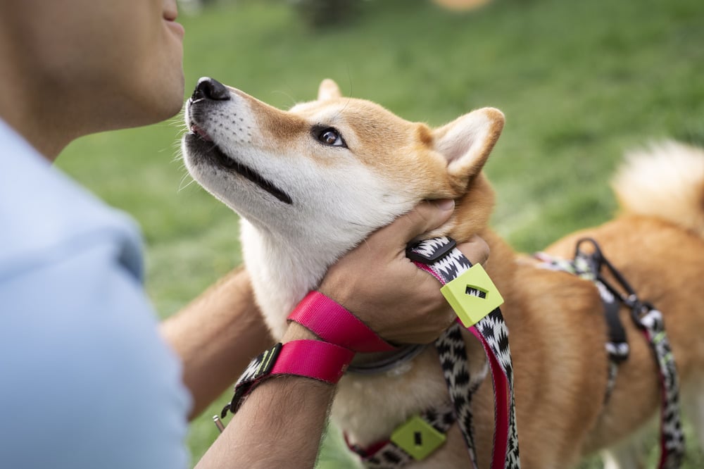 GPS-Tracker für Hunde - Spotter
