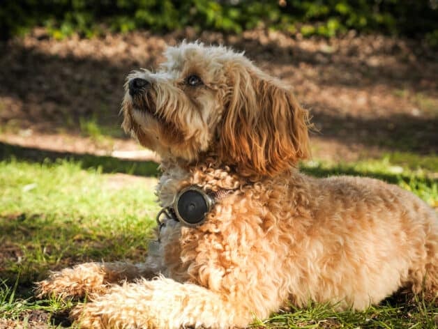 gps tracker hund - spotter