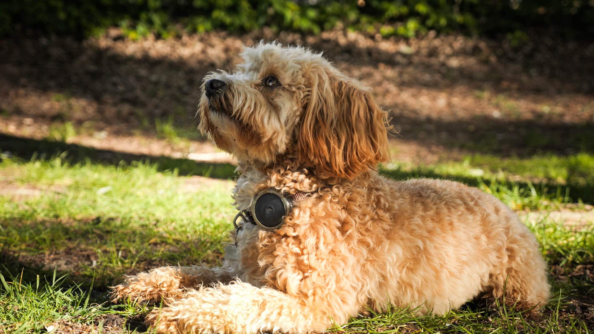 gps tracker hund - spotter