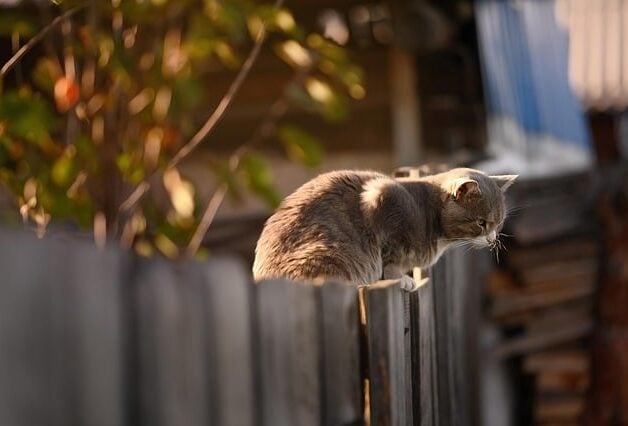 Katze mit GPS-Tracker am Halsband - Spotter