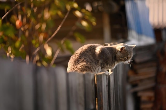 Katze mit GPS-Tracker am Halsband - Spotter