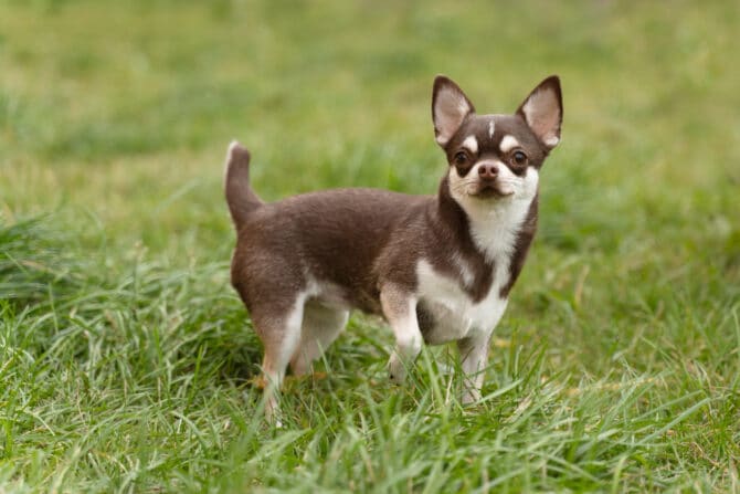 hund gps tracker - spotter