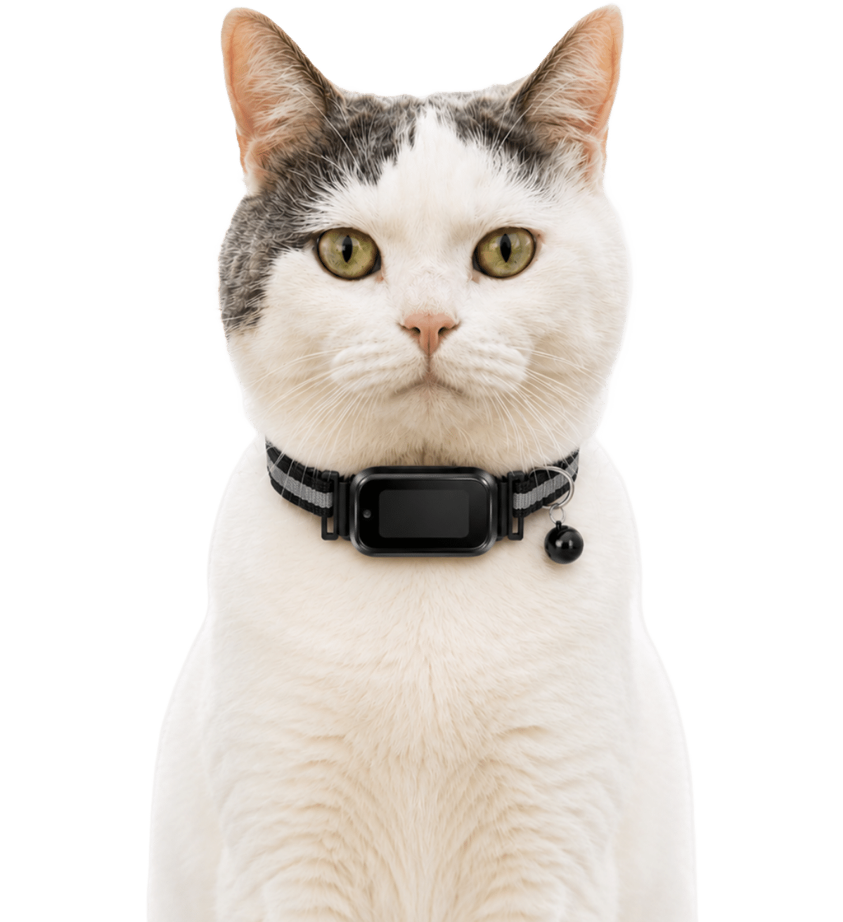 GPS-Tracker für Katzen