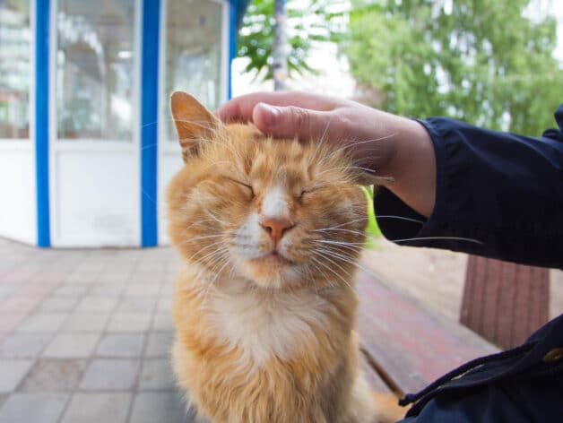 gps halsband katze - spotter