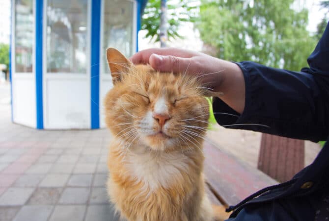 gps halsband katze - spotter