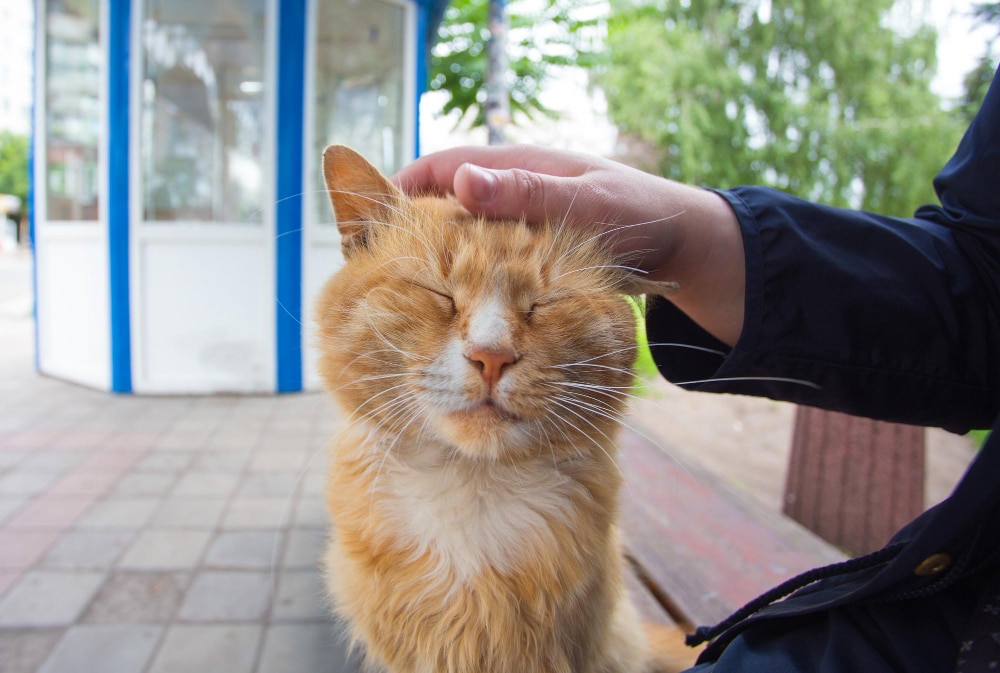 gps halsband katze - spotter