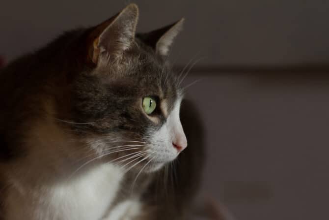 gps katze - spotter