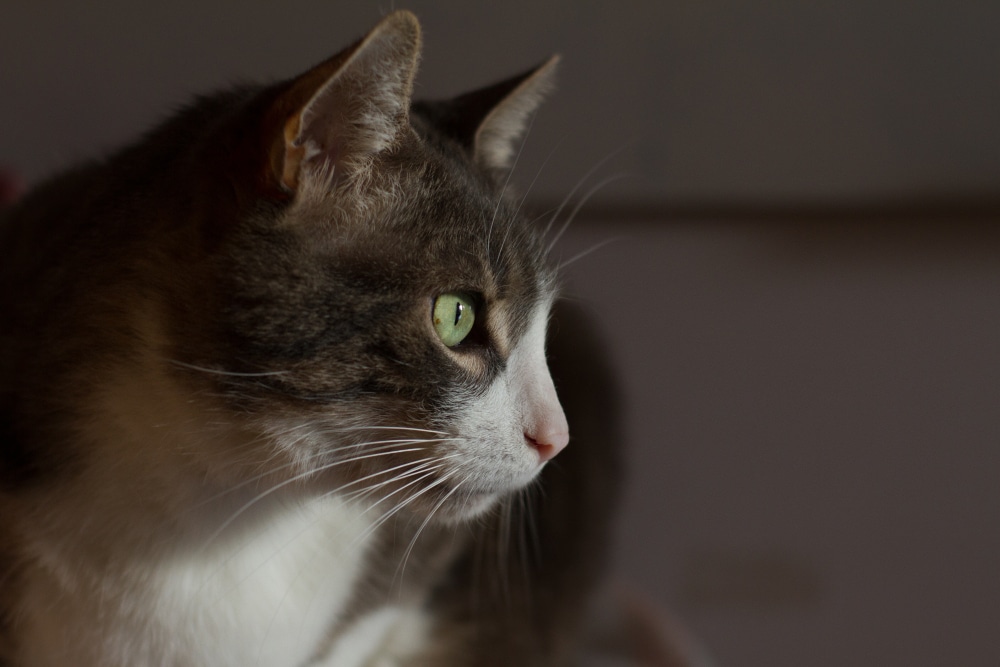 gps katze - spotter