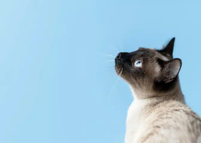 katze-tracken-spotter