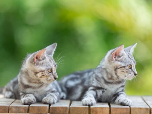 gps halsband katze - spotter