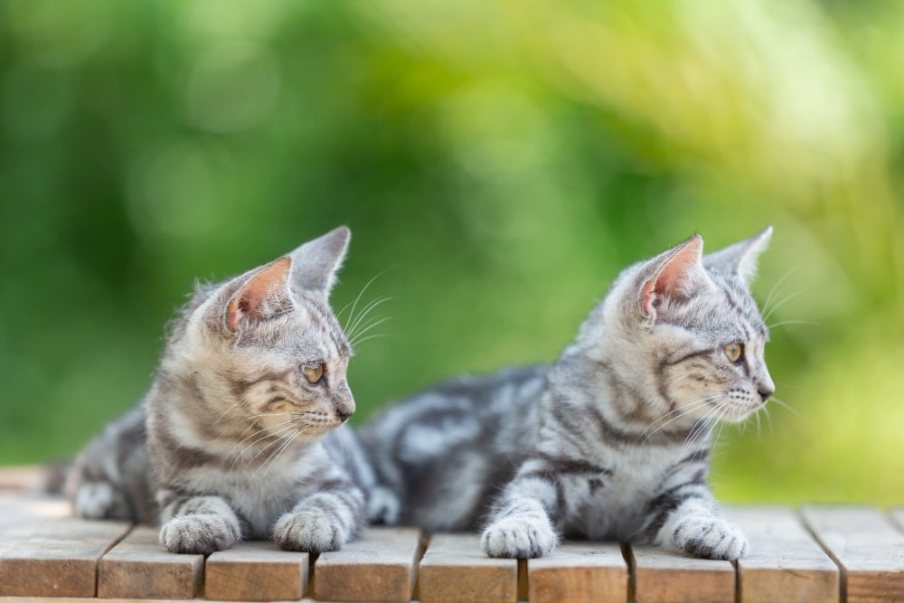 gps halsband katze - spotter
