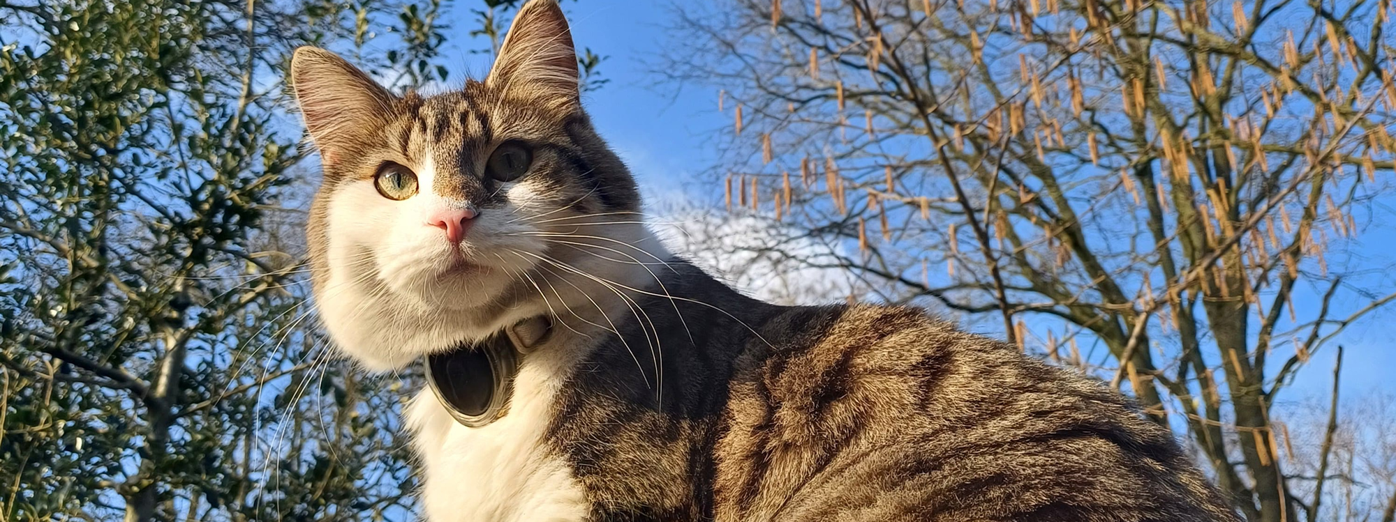 Spotter® the smallest cat GPS tracker