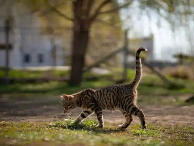 GPS tracker cat - Spotter