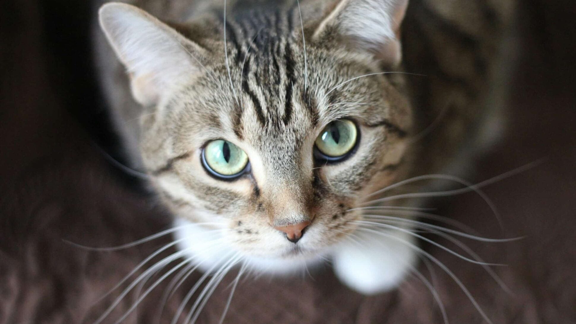 gps tracker for cats - spotter