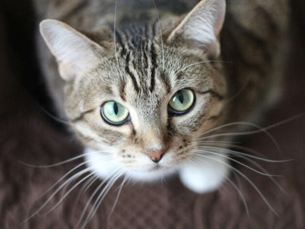 gps tracker for cats - spotter