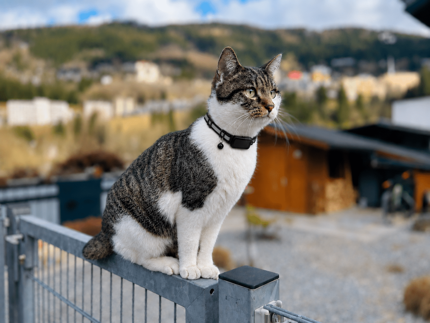 cat gps tracker - spotter