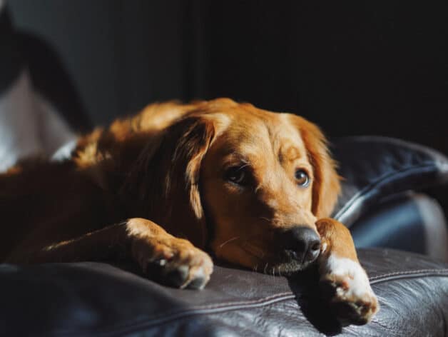 dog gps tracker - spotter