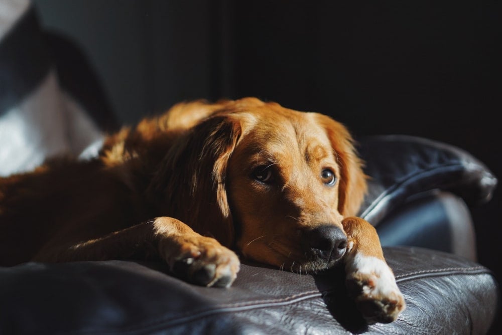 dog gps tracker - spotter