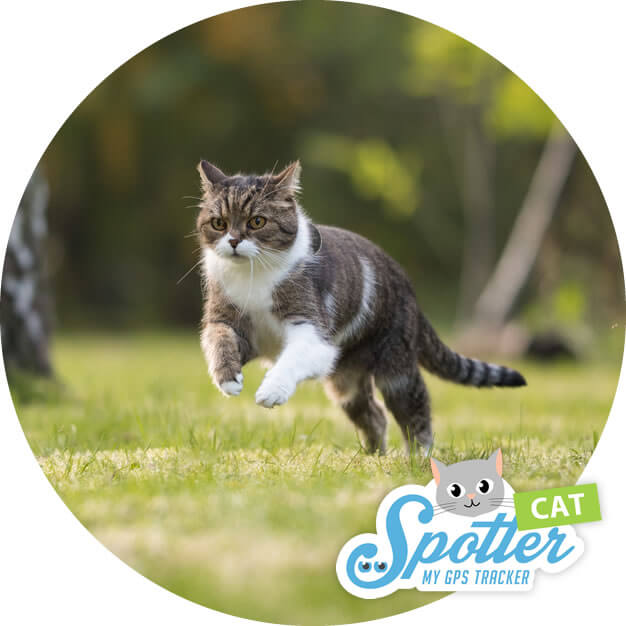 best gps tracker for cats - spotter best gps tracker for cats - spotter
