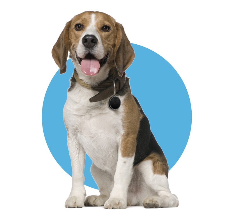 gps tracker for dogs - spotter