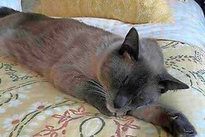 GPS de largo alcance Cat - Spotter