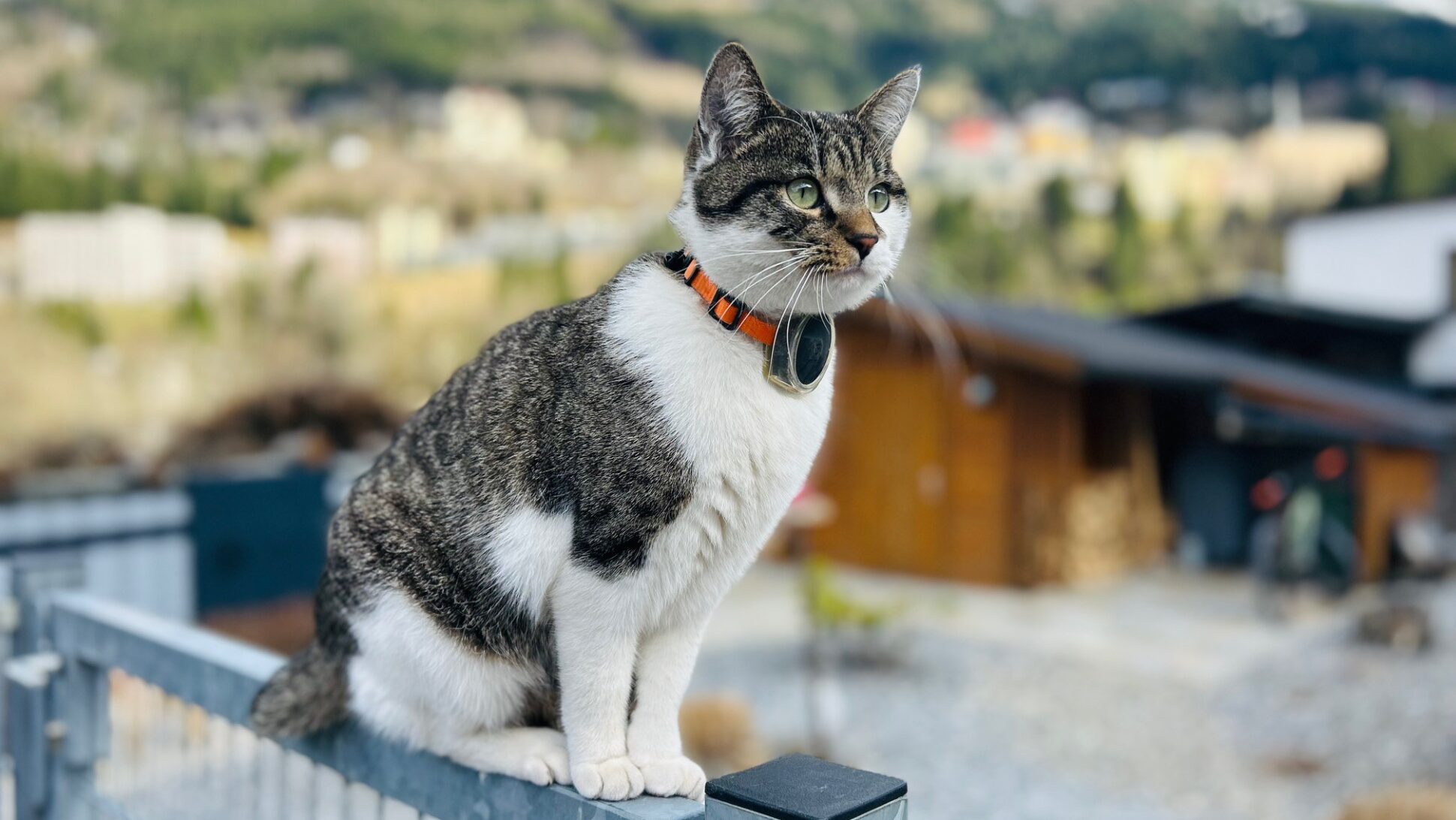 collar gps para gatos - spotter