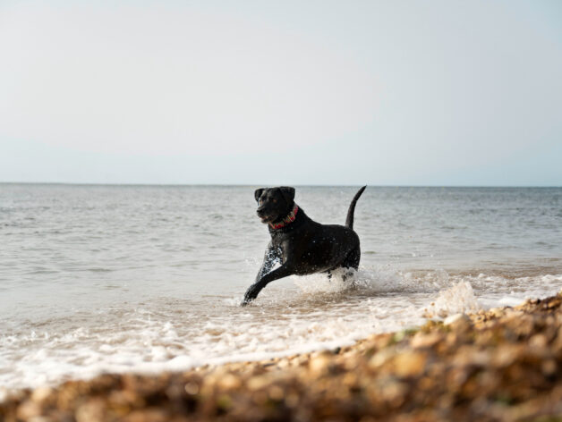 collar gps para perros - spotter