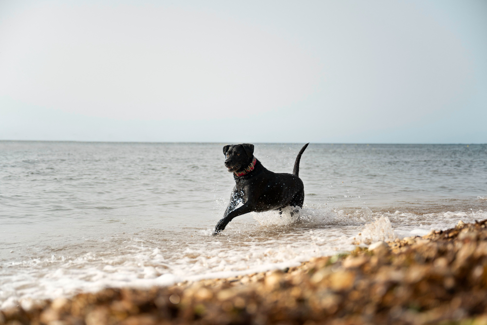 collar gps para perros - spotter