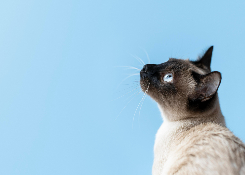 gps para gatos - spotter