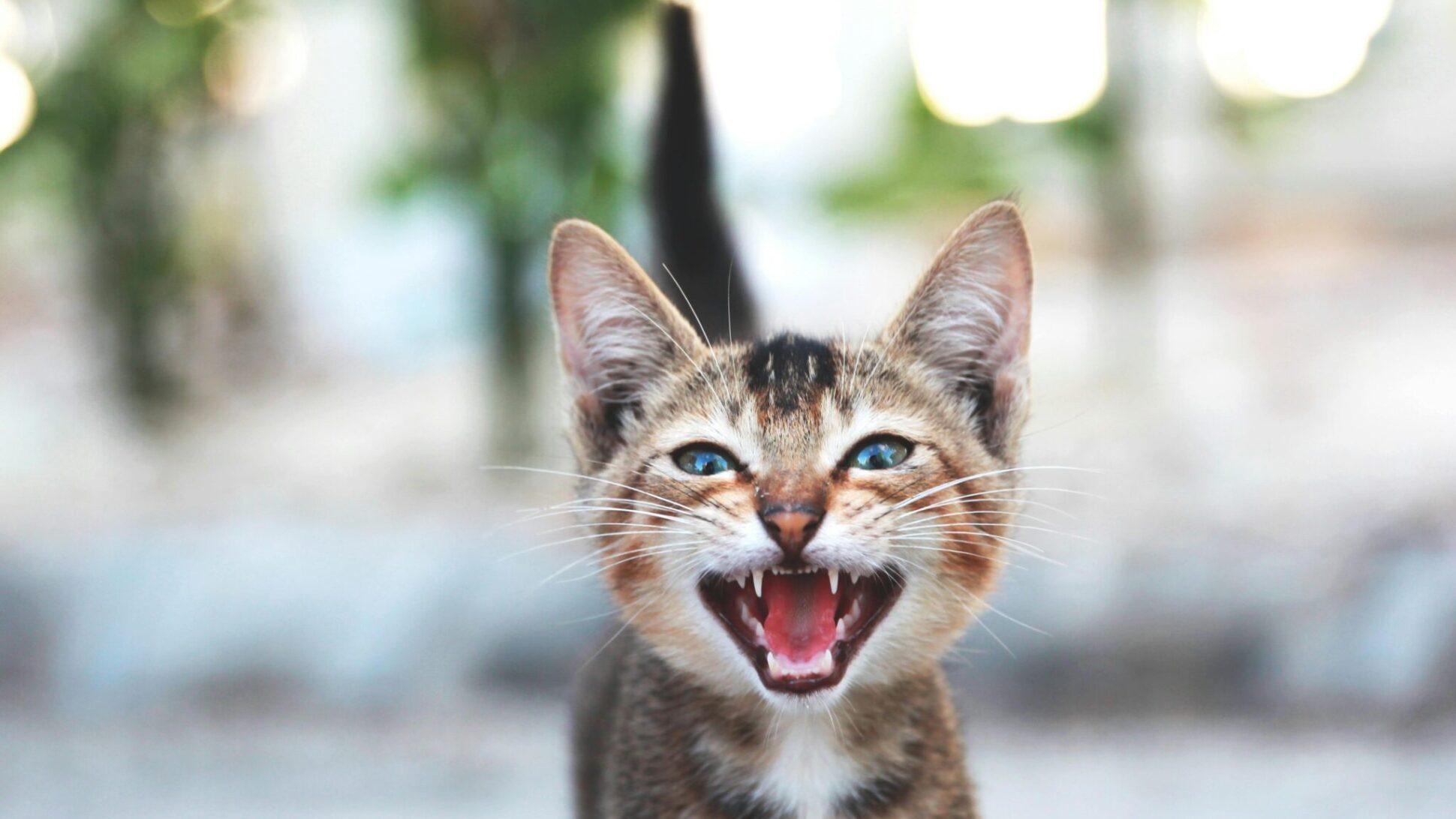 rastreadores gps para gatos - spotter