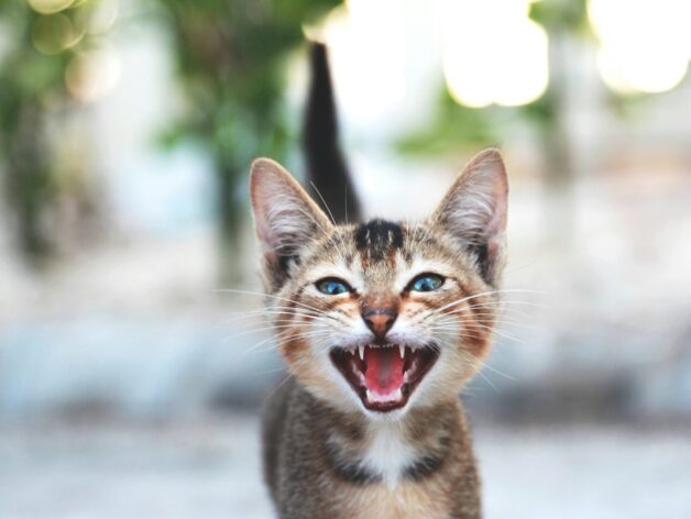 rastreadores gps para gatos - spotter