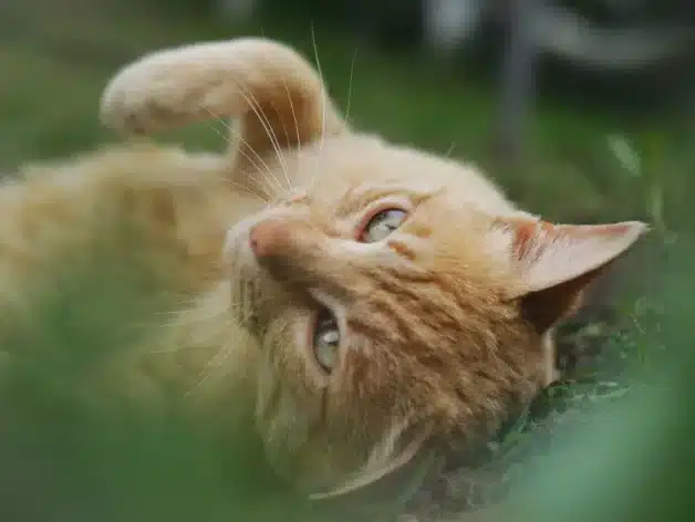 gps para gatos - spotter