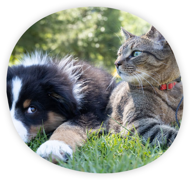 Pet Spotter - Dog tracker