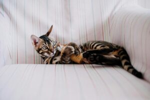 races de chats - spotter