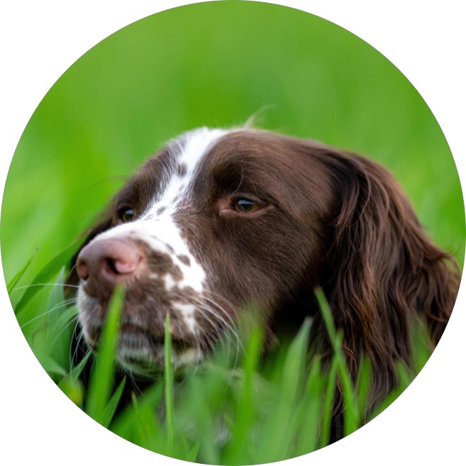 collier chien gps chasse - spotter